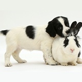 Springer Spaniel puppy and rabbit
