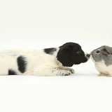 Springer Spaniel puppy and Guinea pig