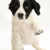 Springer Spaniel puppy with raised paws