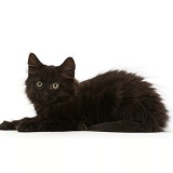 Fluffy black kitten, 10 weeks old