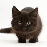 Fluffy black kitten, 10 weeks old
