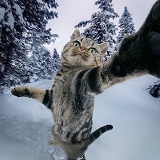 Snowboarding cat selfie