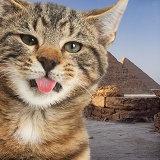 Tongue out cat selfie