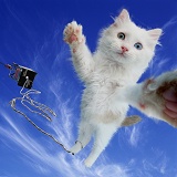 Bungee Jumping cat selfie