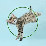 Cute tabby kitten leaping like Warren Photographic logo