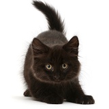 Playful fluffy black kitten