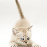 Playful Birman-cross kitten