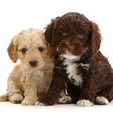 Two Cockapoo puppies