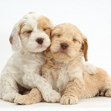 Two sleepy Cockapoo puppies