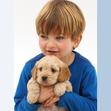 Boy holding Cockapoo puppy