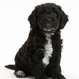Black Cockapoo puppy