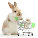 Young bunny shopping with Roborovski Hamster