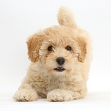 Cute playful Poochon puppy, 6 weeks old