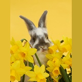 Baby bunny among daffodils on yellow background
