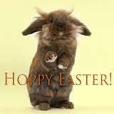 Hoppy Easter bunny