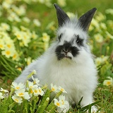 Young rabbit among Spring primrose flowers