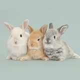 Baby Lop rabbits on grey background