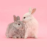 White and silver young Lop rabbits on pink background