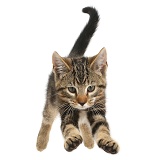 Tabby kitten jumping