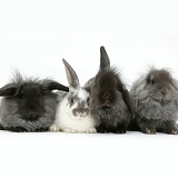 Four fluffy Lionhead x Lop bunnies in a row