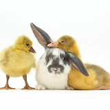 Embden x Greylag Goslings and bunny