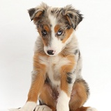 Tricolour merle Collie puppy