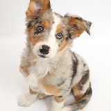 Tricolour merle Collie puppy