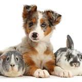 Tricolour merle Collie puppy with Guinea pig and bunny