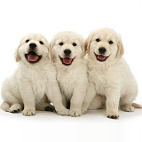 Three happy Golden Retriever pups