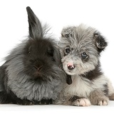 ChiPoo puppy and black rabbit