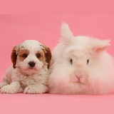 Cavapoo puppy and white rabbit on pink background