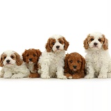 Five Cavapoo puppies, 6 weeks old, sitting in a row