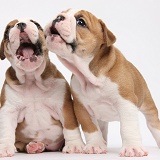 Two cute bulldog pups singing