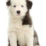 Blue-and-white Border Collie pup, sitting
