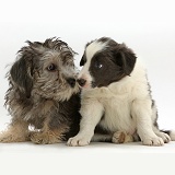 Dandie Dinmont Terrier and Border Collie puppies