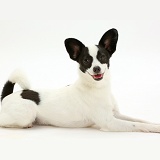 Papillon x Jack Russell dog