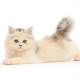 Persian kitten lying stretched out