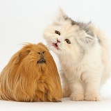Persian kitten making a funny face at Guinea pig