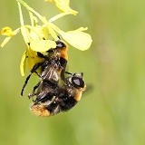 Narcissus Bulb Fly mating pair