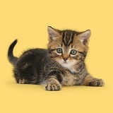 Tabby kitten in playful posture