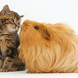 Tabby kitten, 7 weeks old, and Guinea pig