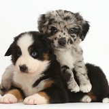 Mini American Shepherd puppies