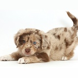 Mini American Shepherd puppy in play-bow