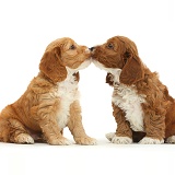 Two cute Cockapoo puppies nose-to-nose