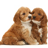 Two cute Cockapoo puppies