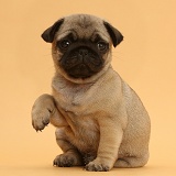 Pug puppy with raised paw on beige background