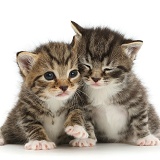 Cute baby tabby kittens