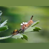 Vapourer Moth caterpillar