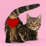 Tabby cat - Hit the Love button baby!