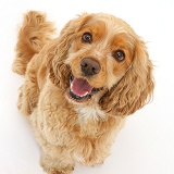 Golden Cocker Spaniel dog sitting and looking up